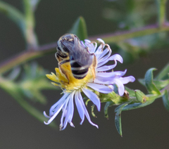 Lasioglossum fuscipenne