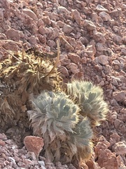 Arctomecon californica