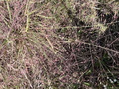 Eragrostis spectabilis