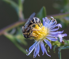 Lasioglossum fuscipenne