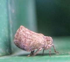 Nogodinidae