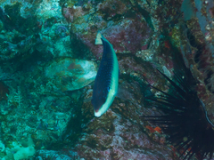 Anampses neoguinaicus