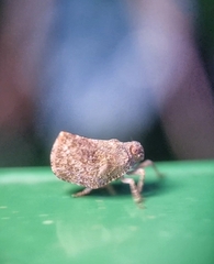 Nogodinidae