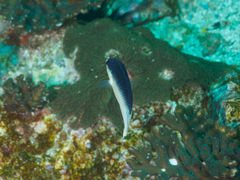 Anampses neoguinaicus