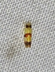 Erythroneura integra