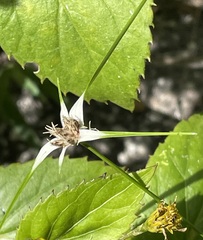 Rhynchospora colorata