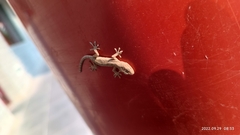 Gekko swinhonis