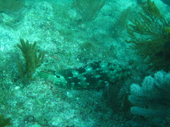Epinephelus labriformis