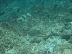 Halichoeres chierchiae