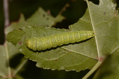 Paectes abrostoloides