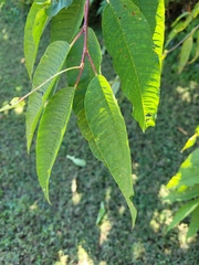 Zelkova serrata
