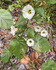 Ipomoea corymbosa
