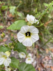 Ipomoea corymbosa