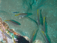 Atypichthys strigatus