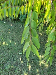 Zelkova serrata