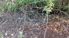Crotalus atrox