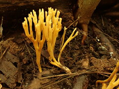 Clavulinopsis corniculata