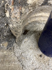 Eunemobius carolinus