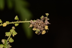 Synchlora