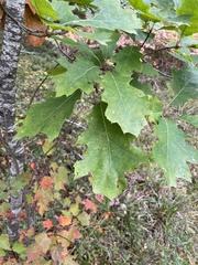 Quercus rubra