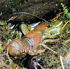 Pacifastacus leniusculus