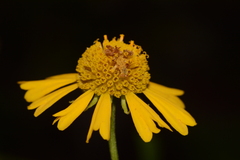 Synchlora