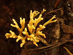 Clavulinopsis corniculata