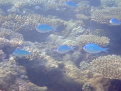Chromis atripectoralis