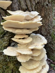 Laetiporus cincinnatus