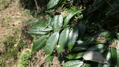 Prunus phaeosticta