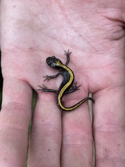 Ambystoma macrodactylum