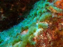 Cladophora prolifera