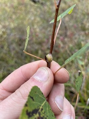 Pemphigus spyrothecae