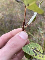 Pemphigus spyrothecae