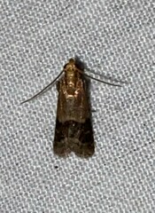 Eulogia ochrifrontella