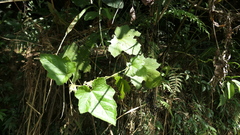 Rubus alceifolius