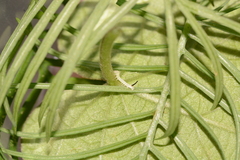 Agrius cingulata