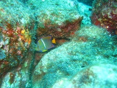 Holacanthus passer