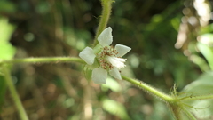 Rubus alceifolius