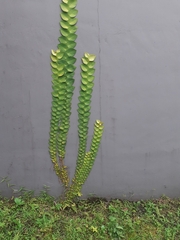 Rhaphidophora