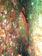 Cephalopholis colonus