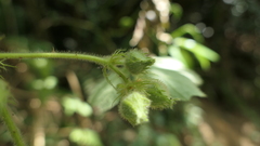 Rubus alceifolius