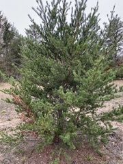 Pinus banksiana