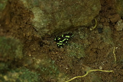 Dendrobates auratus