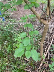 Maclura pomifera