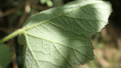 Rubus alceifolius