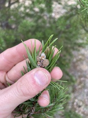 Pinus banksiana