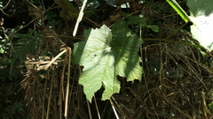 Rubus alceifolius
