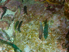 Cheilodipterus macrodon