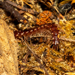 Nearctodesmidae
